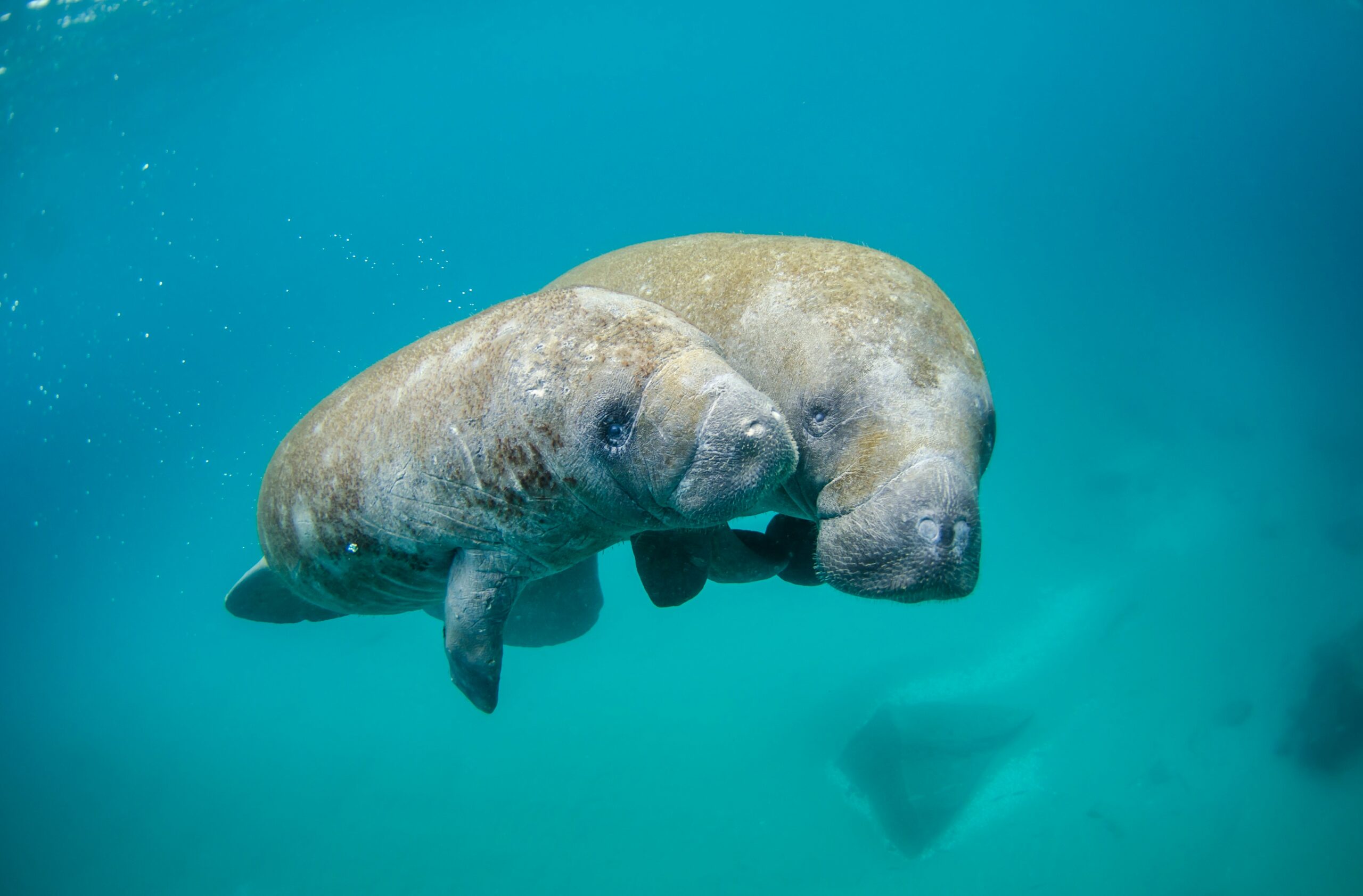 A mother and baby manatee swimming together.