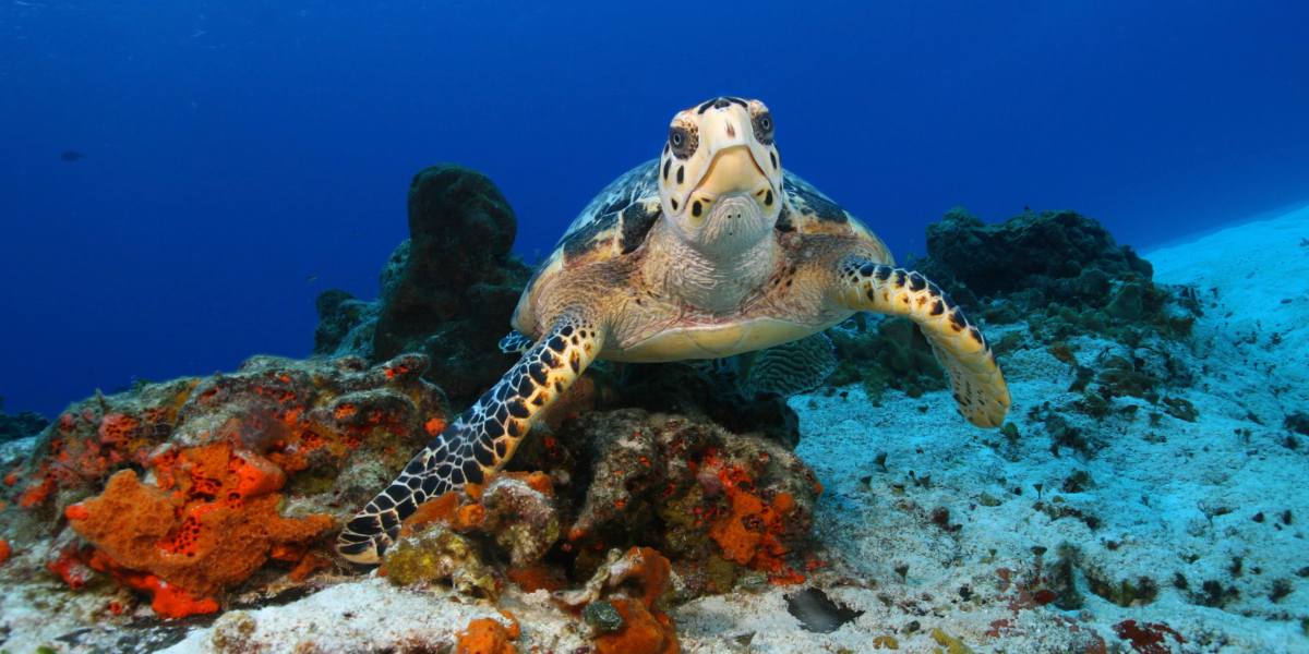 A Hawksbill turtle looking at the camera while swimming in Cozumel, Mexico.